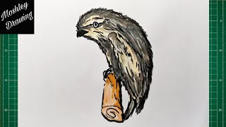 How to Draw a Tawny Frogmouth Owl [upl. by Yednarb]