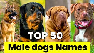 Male Dogs Names  Top 50 Male Dog Names  New and Unique Male Dog Names [upl. by Jablon]