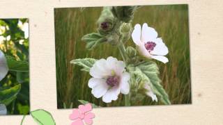 Алтей лекарственный Althaea officinalis [upl. by Flemings]