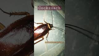 Cockroach Periplaneta Americana [upl. by Aidyl]