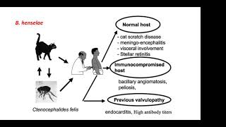 Bacillary Angiomatosis IRISScott Lee Jones [upl. by Llerroj731]