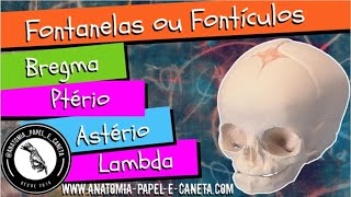 Fontanelas ou Fontículos  BREGMA  PTÉRIO  ASTÉRIO e LAMBDA [upl. by Enoed]