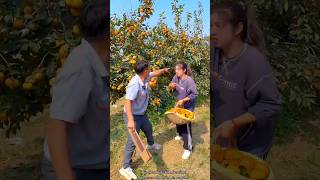 Why is The Gardener Doing This to Me  Persimmon Fruit Farming shorts farming youtubeshorts [upl. by Kirsch]