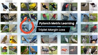 Pt 2  Pytorch Metric Learning  BIRDS 400SPECIES IMAGE CLASSIFICATION [upl. by Ludwig187]