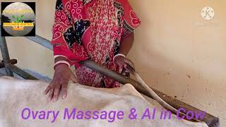 Ovary massage amp AI in Cow [upl. by Wilmar]