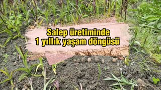 Salebin 1 yıllık yaşam döngüsü l Salep Yetiştiriciliği l Salep Tarımı [upl. by Oruasi]