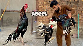 New Aseel murga aa gya 😱 [upl. by Ylagam627]