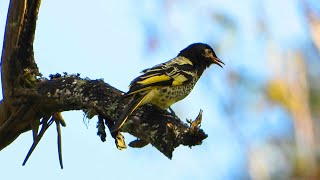 Regent Honeyeater video from Highfields Falls [upl. by Garges]