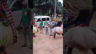 Masquerade Rascality in Nigeria africa masquerades tradition culture norms igbo festival [upl. by Innor809]