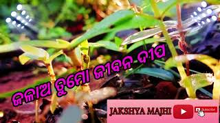 He jisu raja mo mona mandire asa odia lyrics song [upl. by Ennahgiel167]