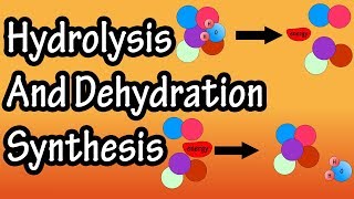 Dehydration Synthesis And Hydrolysis  What Is Anabolism  What Is Catabolism [upl. by Akinnej]