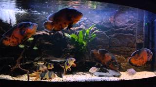 astronotus ocellatus peru oscar fishclown loaches Cichlasoma cyanoguttatum HD Ep9 [upl. by Bound972]