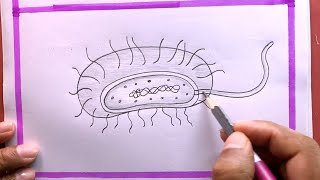 How To Draw Bacteria Diagram Step By StepDrawing Bacteria Diagram [upl. by Yrtnahc]