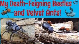 DeathFeigning Beetles and Velvet Ant Community Vivarium [upl. by Nagaet]