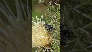 Leafcutter Bee visits Bristle Thistle [upl. by Anoi501]