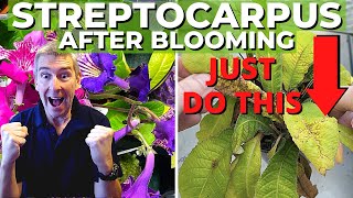 Rejuvenate Tired STREPTOCARPUS for More BLOOMS Step by Step [upl. by Theressa850]