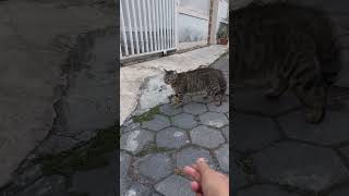 Catcalling went wrong cat animallover catcalling cutecat [upl. by Mariele303]