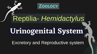 Reptilia Hemidactylus  Urinogenital System  Zoology [upl. by Jacob]