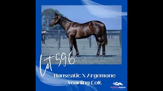 Inglis Premier 2024 Purchase  Hanseatic x Argemone Colt  Lot 596 [upl. by Noma]