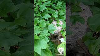 Hornet Nest in my Neighborhoodwrong neighborhood hornetnest insectnest waspnest hornetsnest [upl. by Yanaj]