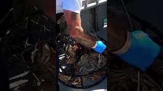 Crabbing Was Great dungenesscrab pacificocean charter [upl. by Winer]