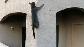 Cat Climbs Wall [upl. by Jacie]