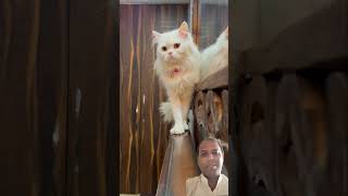 Rani ki sundrta se chirata hai😁😁viralvideo viralreelsashortaday catlovers [upl. by Katharyn]