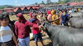 Dari Rantepao ke Pasar kerbau Bolu Toraja Utara [upl. by Vic]