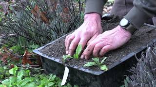 Wild Lettuce Propagation from Volunteers [upl. by Melodee]