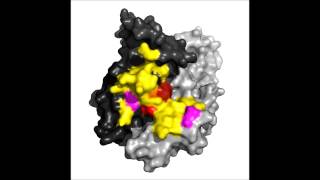 Pathways of allosteric regulation in Hsp70 chaperones [upl. by Thecla]