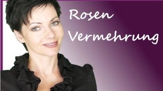 Rosenvermehrung durch Stecklinge  Rosen vermehren  Anleitung Rosenstecklinge  Tutorial [upl. by Brad681]