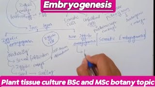 EmbryogenesisPlant tissue cultureBsc and MSc botany topic planttissueculture [upl. by Naliorf299]