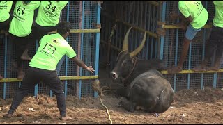 ஜல்லிக்கட்டு 2023  Jallikattu 2023 [upl. by Viviana]