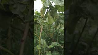 Cek kebun dulu shortsviral sawahpetani shortvideo pemudabertani [upl. by Portie]