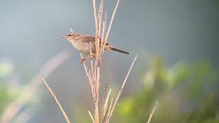 Pleskes Grasshopper Warbler MiyakeJima Japan June 2024 [upl. by Eppesiug]