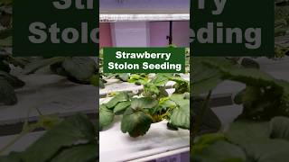 How to Propagate Strawberry Plants from Stolons [upl. by Imekawulo]