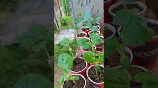 New saplings are ready in pot shorts agriculture saplings gardening shorts [upl. by Terencio]