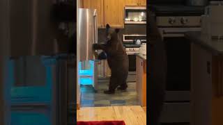 Imagen beging drunk and finding a mf bear in your kitchen 😭😭😭 shortvideo funny [upl. by Swainson]