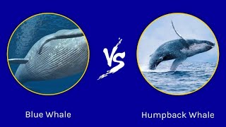 Creature Comparison Blue Whale 🐋 vs Humpback whale 🐋 [upl. by Thaxter795]