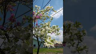 purple white flower sky and clouds [upl. by Ethben273]