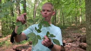 Fagus grandifolia [upl. by Ferriter55]