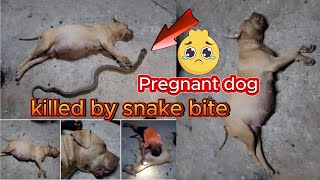 Brave Pregnant Dog Saves Her Owner from Dangerous Snake in Heart Wrenching Final Act [upl. by Hallam]