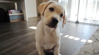 Top 10 Funniest Labrador Moments [upl. by O'Connell]