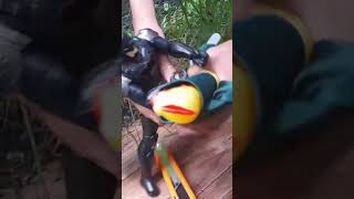 BATMAN PELEA CONTRA UN POLLO batman pollodegoma short [upl. by Silra]