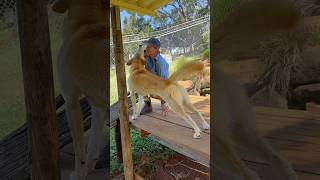 Dingoes take off there coat wildaustralia dingoes dundee warragul australia apexpredator [upl. by Nohsauq916]