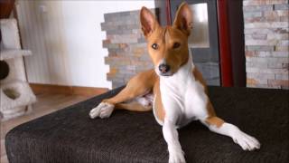 Deep conversation with a basenji [upl. by Adoree]