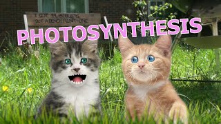 23  Cats Chat about Photosynthesis among other things Rathergood Chat podcast [upl. by Paver]