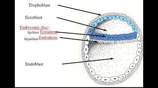 Formation of Embryonic disc  Bilaminar Germ disc [upl. by Orlov]