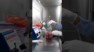 Stool Culture Processing [upl. by Houghton]