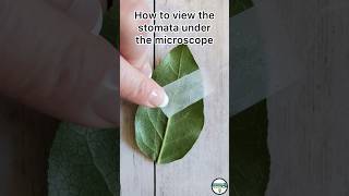 How to view stomata under the microscope plant NewIndianera 12thsciencenotesPhysicsWallah [upl. by Virgilio920]